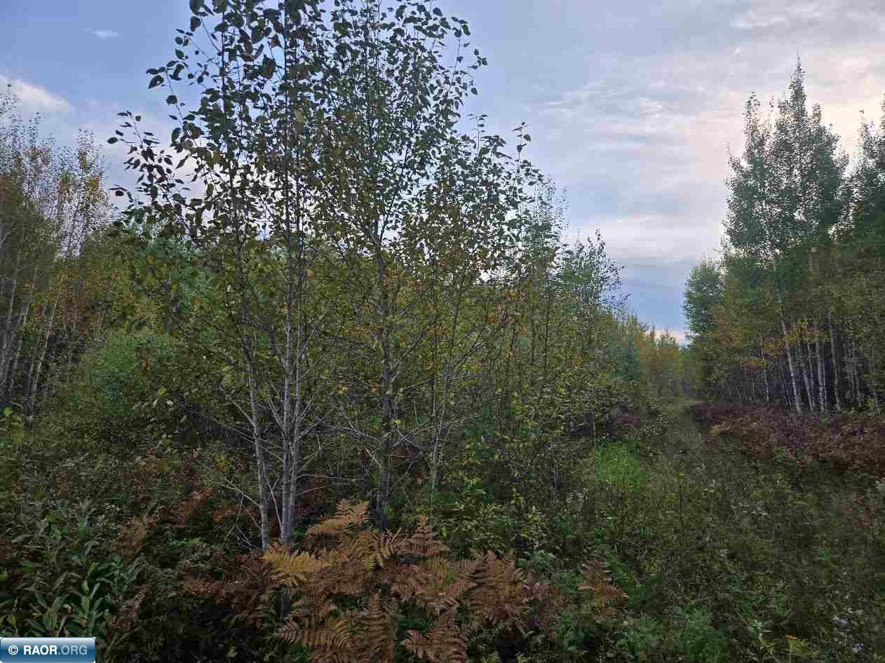 TBD Sherwood Anderson Rd Britt MN 55710 149053 image4