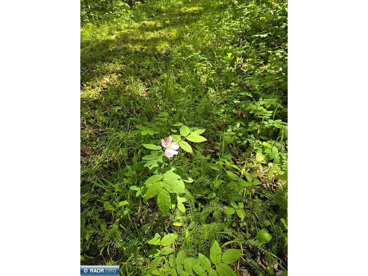 TBD Town Road 166 Littlefork MN 56653 148483 image11