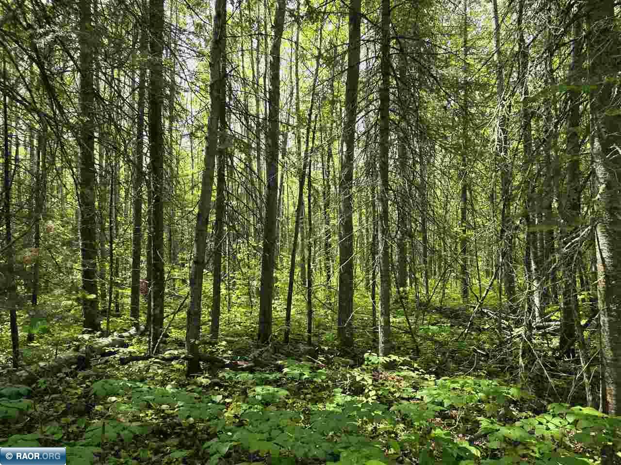 TBD Town Road 166 Littlefork MN 56653 148483 image7