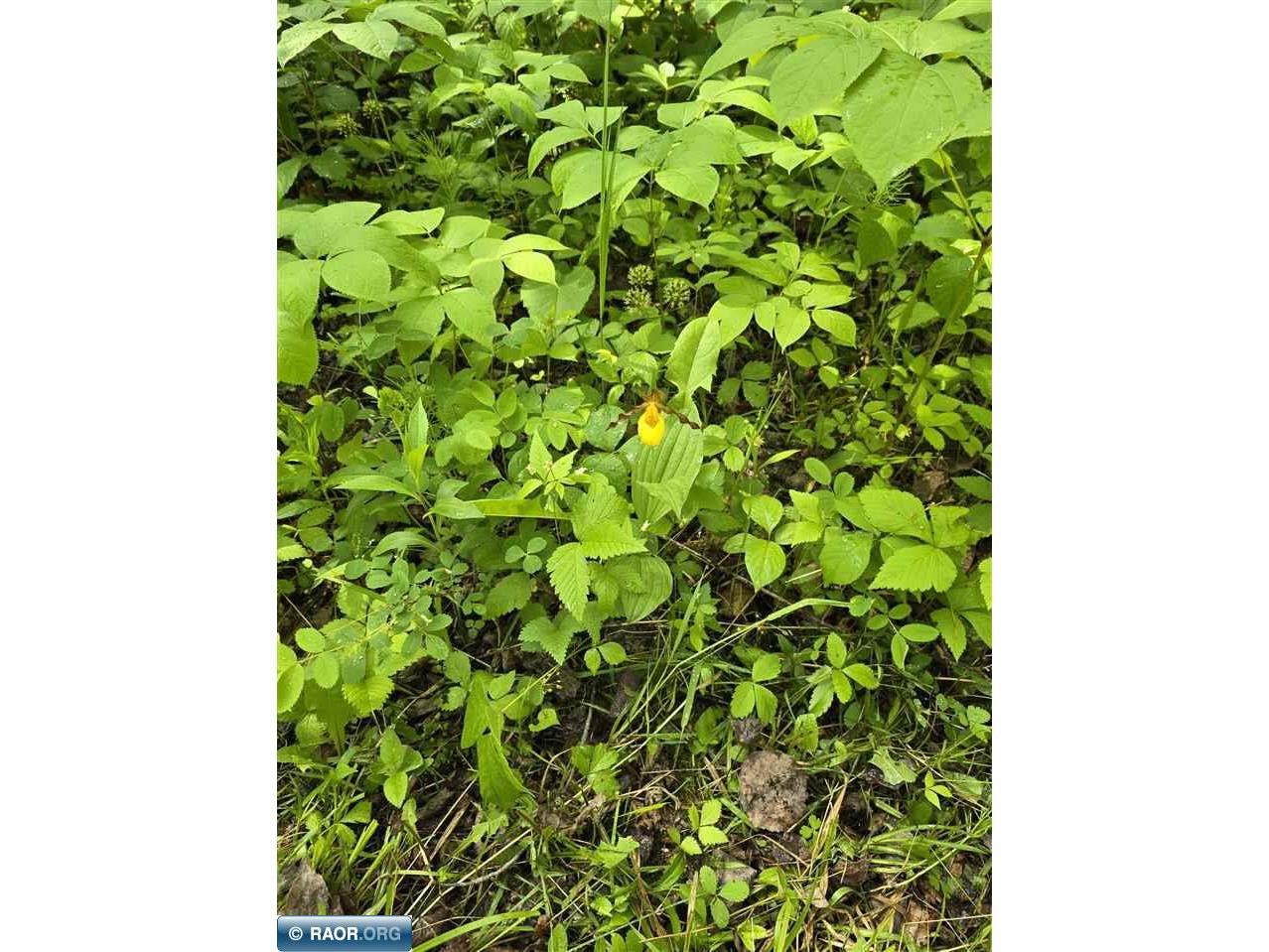 TBD Town Road 166 Littlefork MN 56653 148483 image8