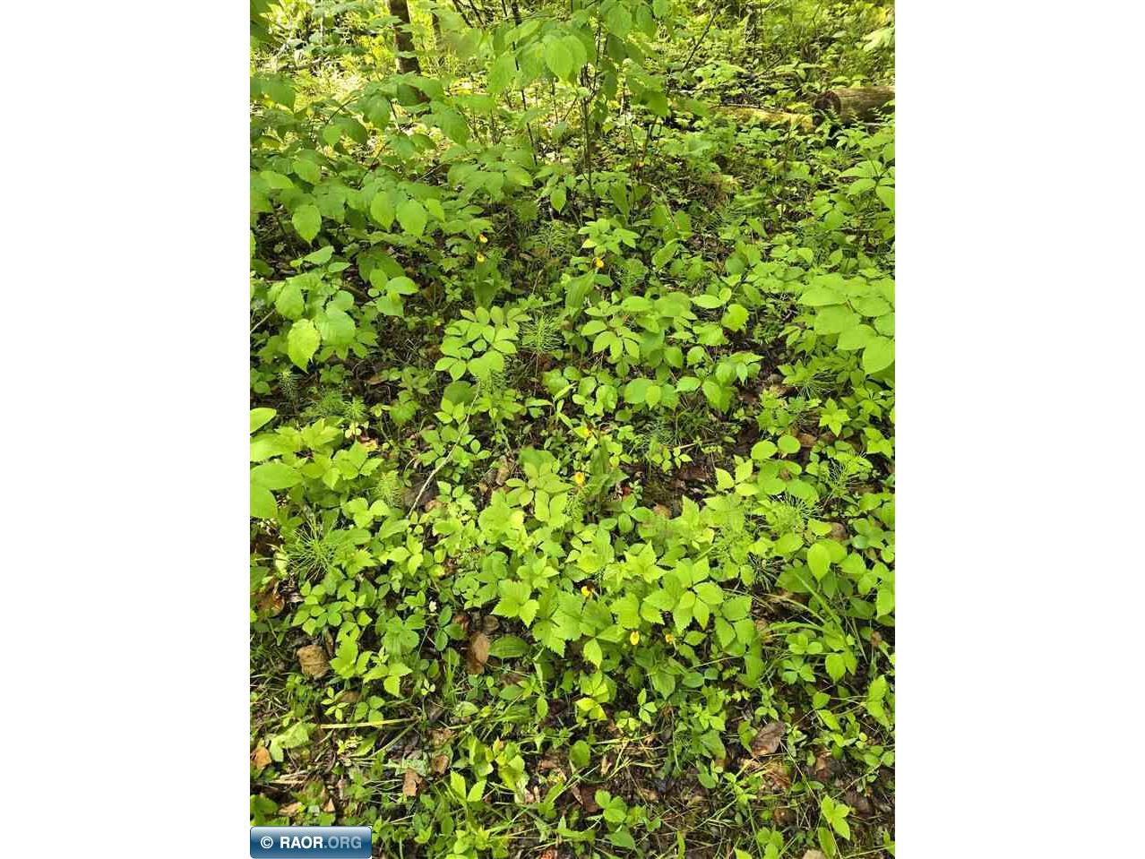 TBD Town Road 166 Littlefork MN 56653 148483 image9