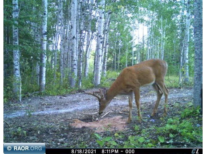 TBD W County Road 3 Ray MN 56669 149052 image6
