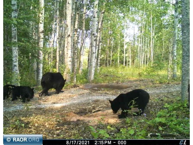 TBD W County Road 3 Ray MN 56669 149052 image7