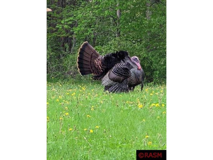 24352 474 Lane Elysian MN 56028 - Big Jefferson 7038365 image47