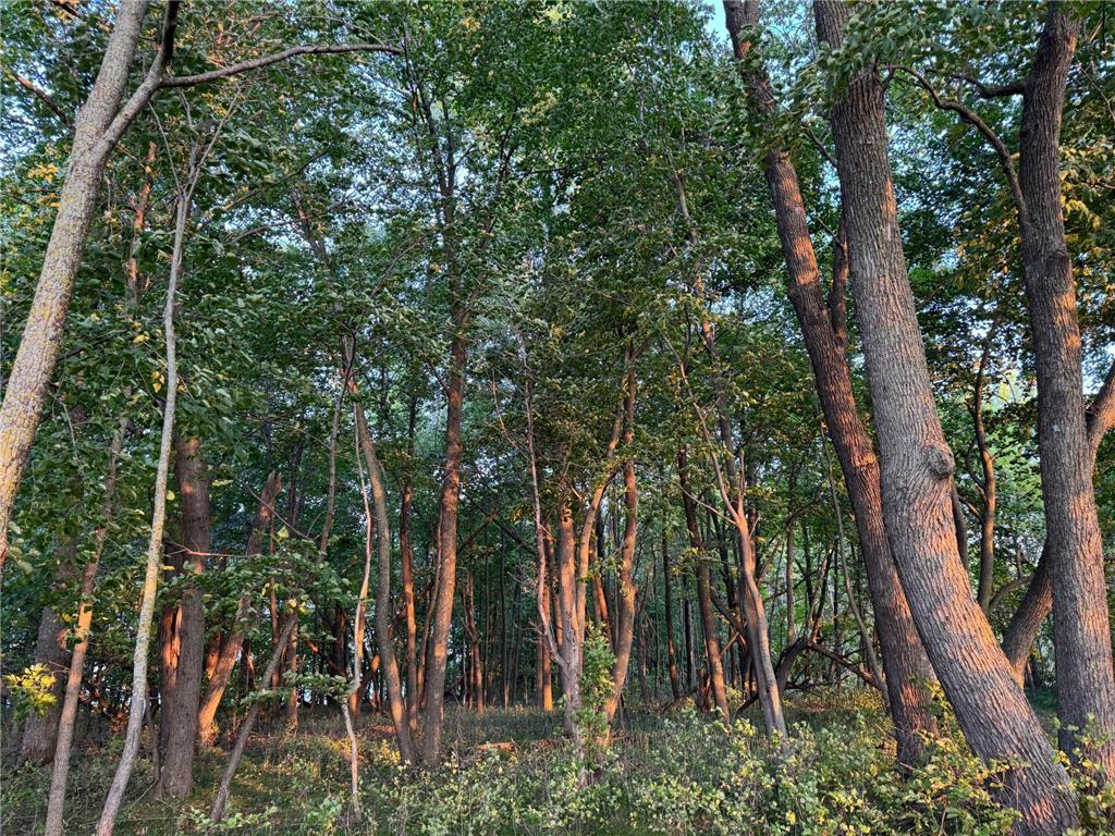 (Lot 1) TBD NE Rock Lake Road Rochert MN 56578 - Rock 6785085 image8