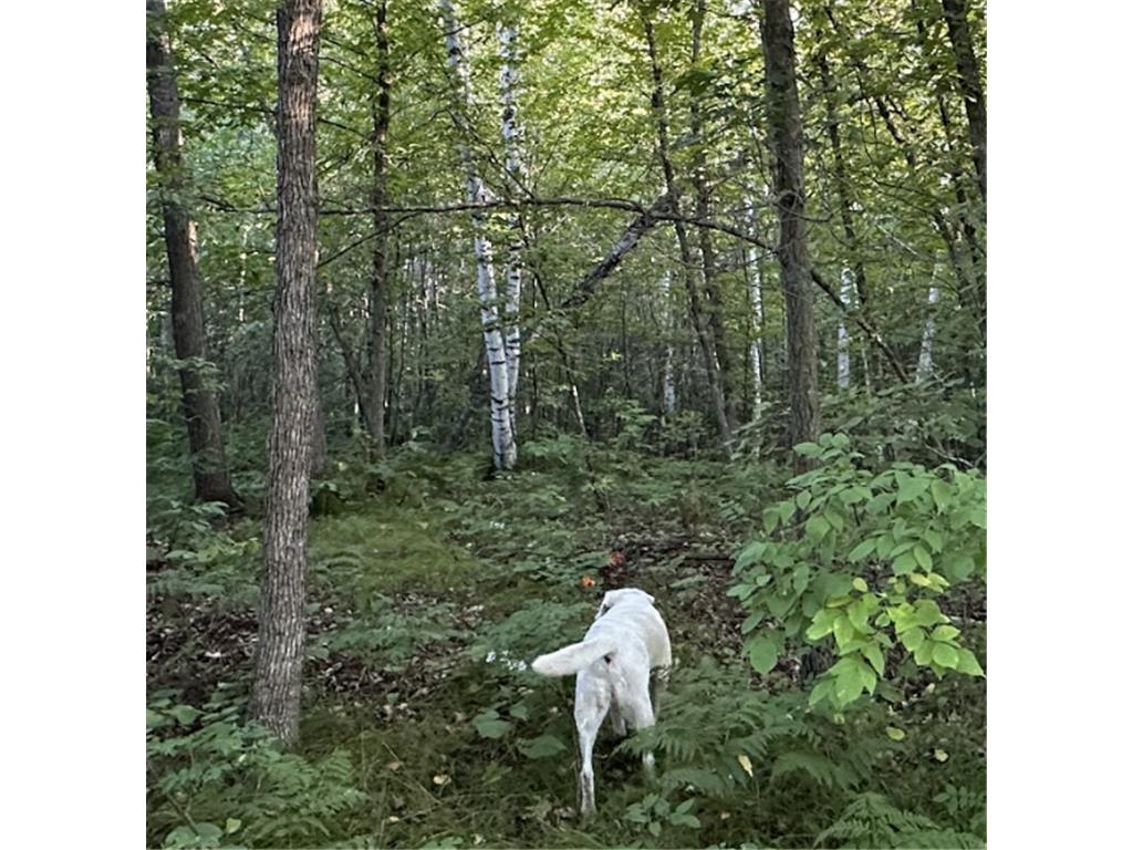 (Lot 10) TBD NE Rock Lake Road Rochert MN 56578 6786483 image3