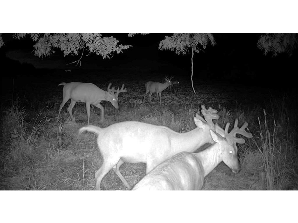 0 County Road JJ Stockholm WI 54769 6681320 image1