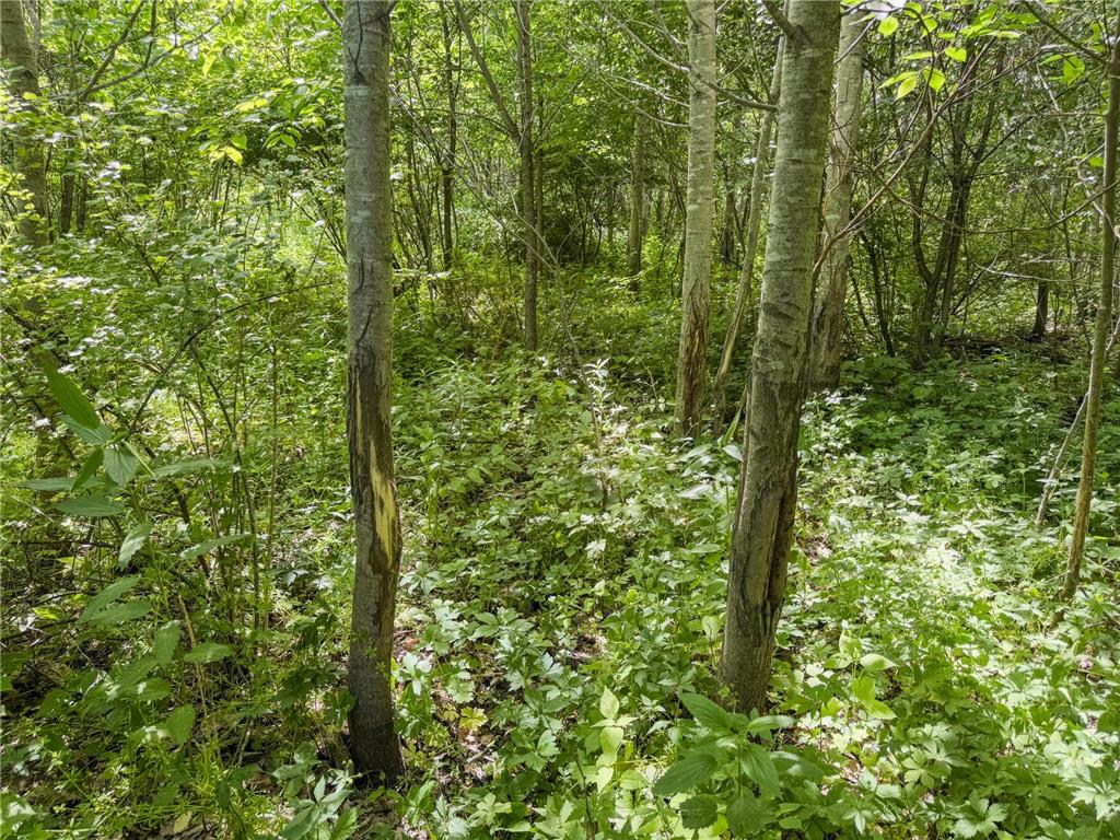 0 Dopp Road Gale Twp WI 54627 7089901 image42