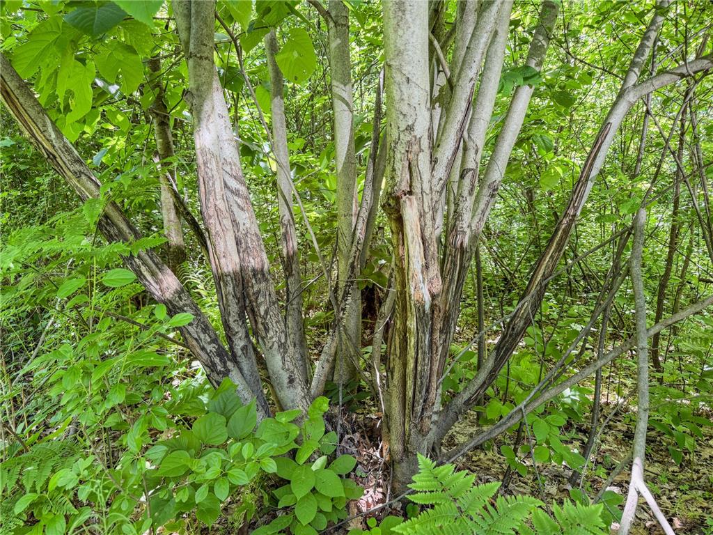 0 Dopp Road Gale Twp WI 54627 7089901 image64