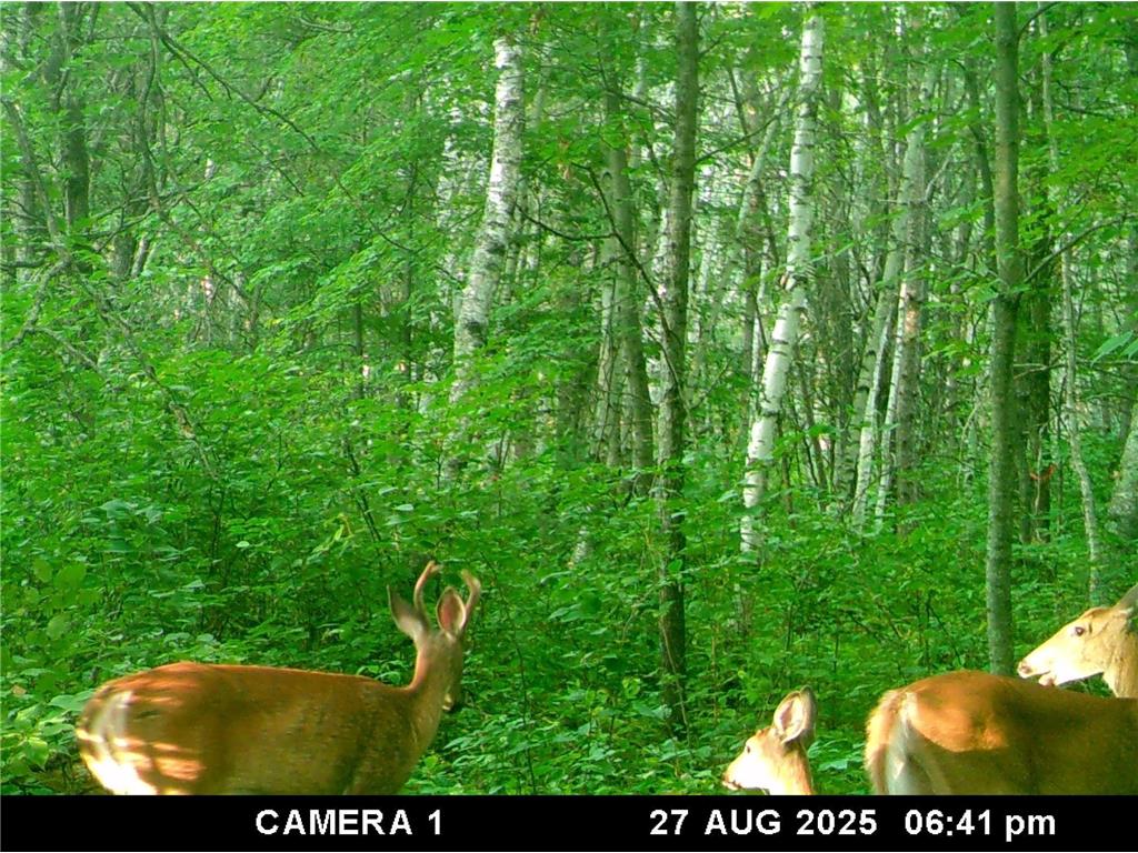 0 Levi Lane Crosslake MN 56442 7020079 image4