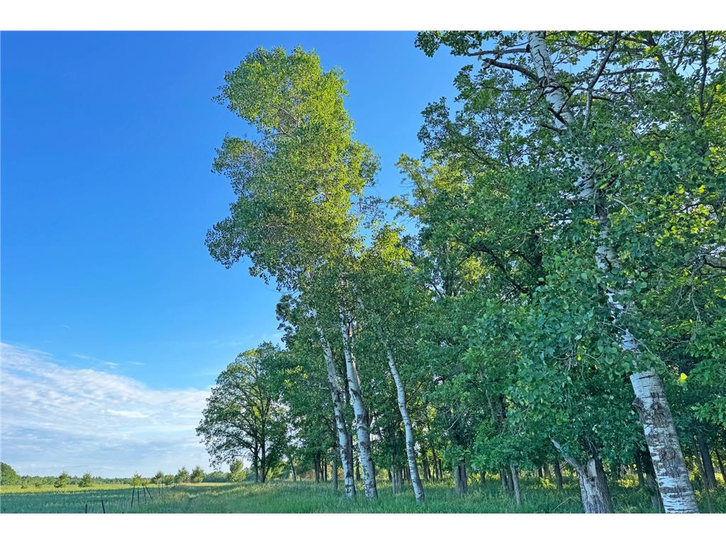 0000 Pine Street Fifty Lakes MN 56442 7094417 image42