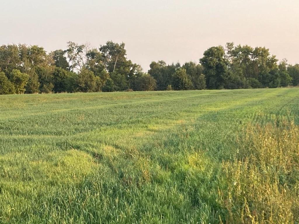 10 Acres 265th Avenue Paynesville MN 56362 6435947 image1