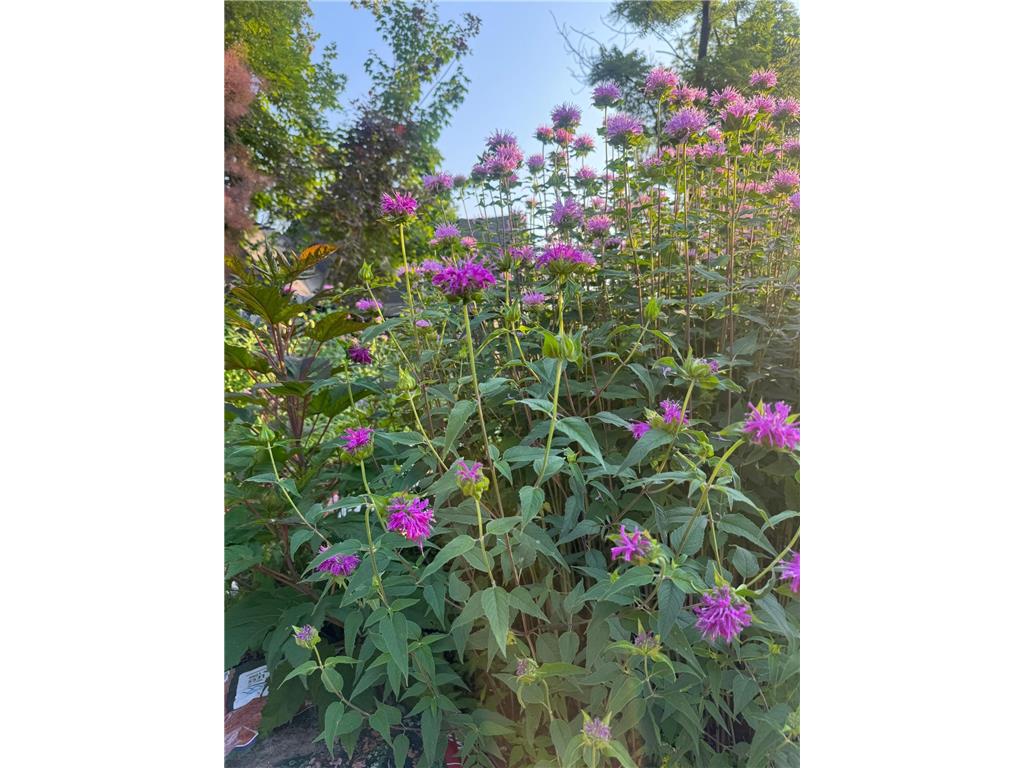 1000 Heritage Lane Orono MN 55391 - Lake Minnetonka 6670855 image32