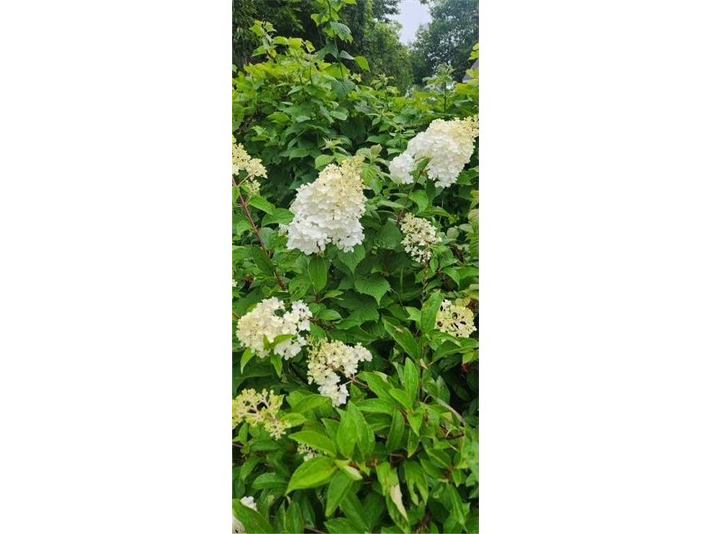 1019 Ash Street Alexandria MN 56308 7008109 image60