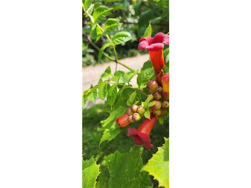 1019 Ash Street Alexandria MN 56308 7008109 image62