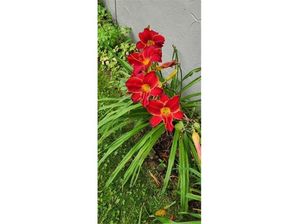 1019 Ash Street Alexandria MN 56308 7008109 image65