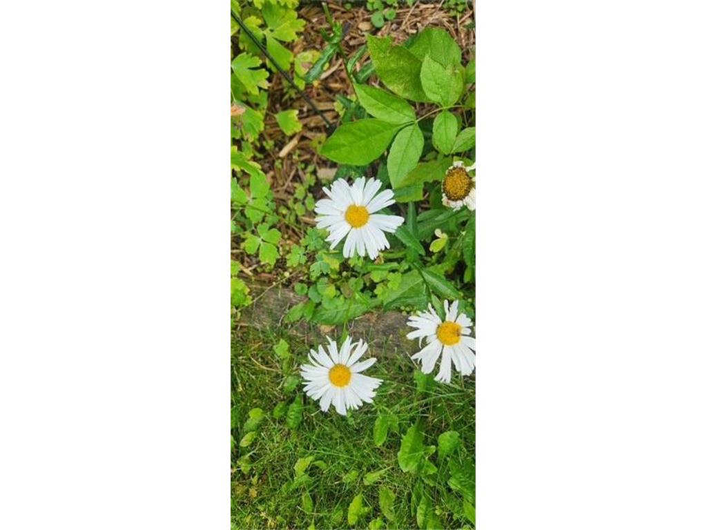 1019 Ash Street Alexandria MN 56308 7008109 image66