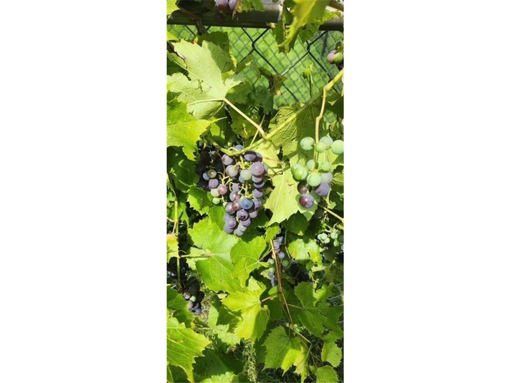 1019 Ash Street Alexandria MN 56308 7008109 image70