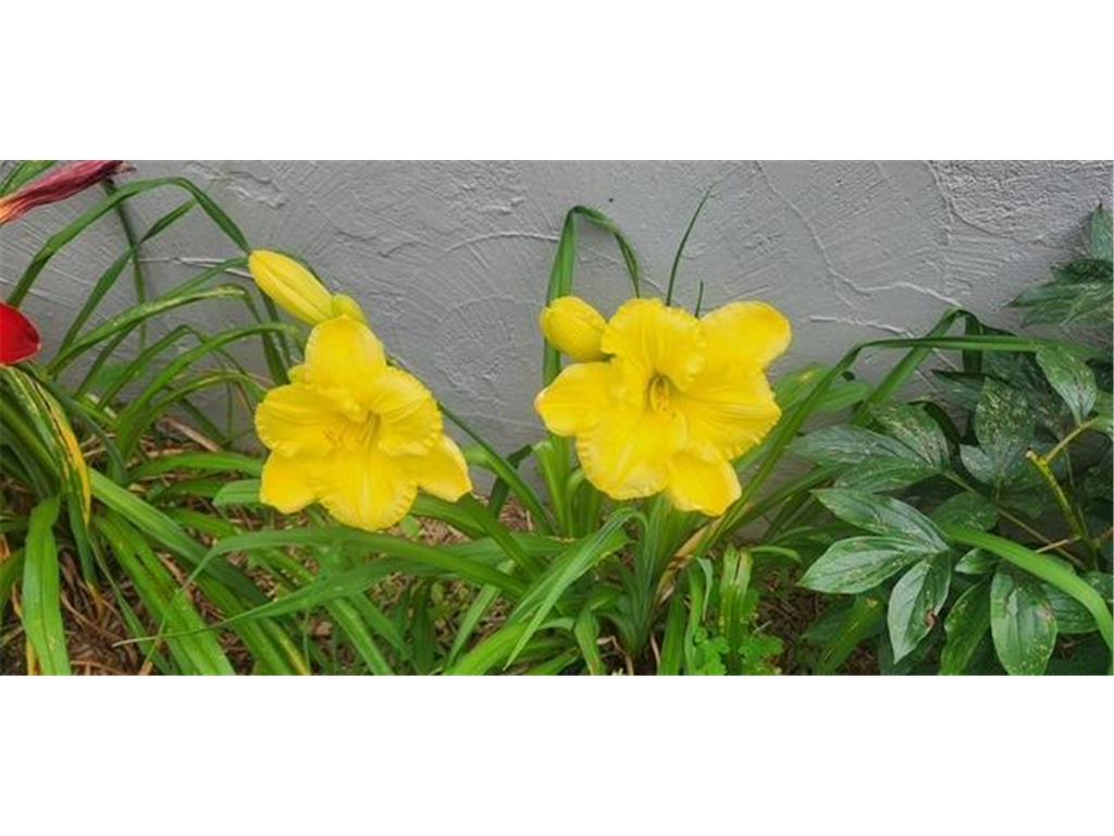 1019 Ash Street Alexandria MN 56308 7008109 image73