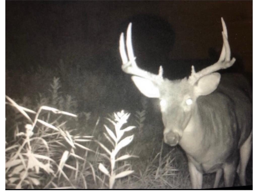 10196 Benson Road Ness Twp MN 55736 6547364 image1