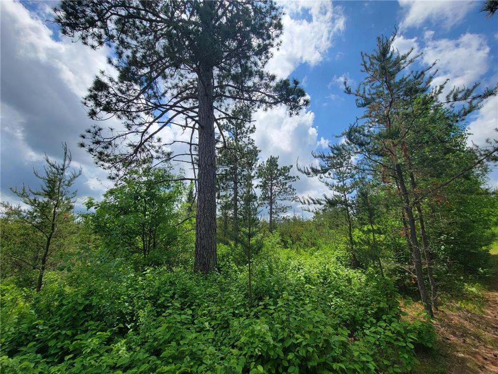 1045B State Trail Crow Wing Lake Twp MN 56467 7091823 image13