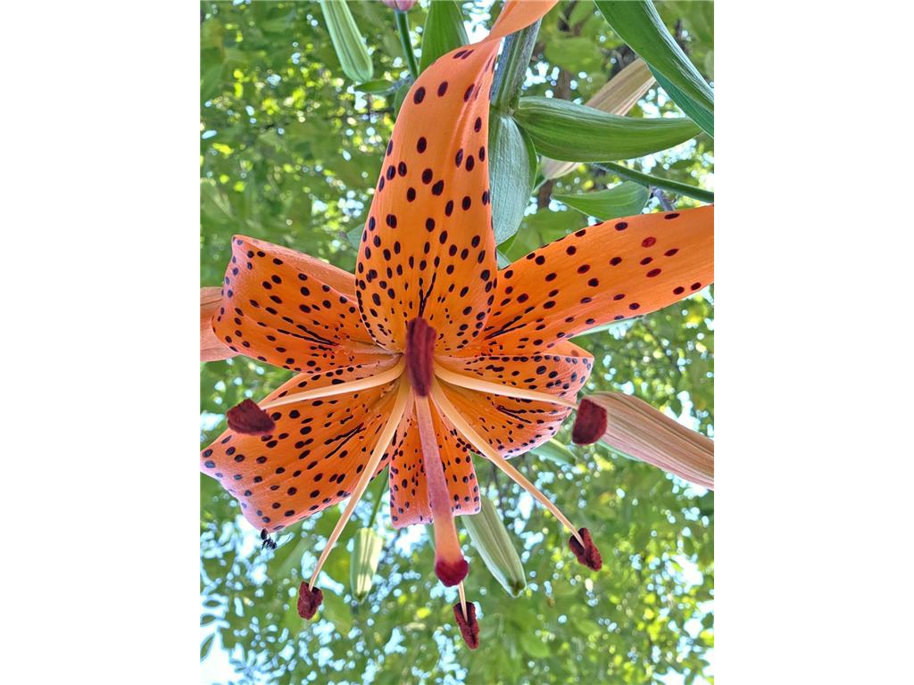 1048 85th Avenue Lincoln Twp WI 54001 6806713 image63