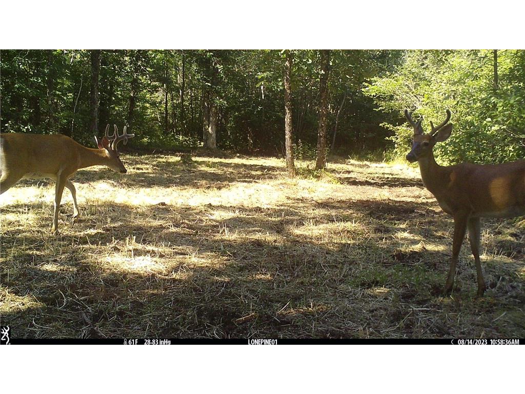 10498 County Road 30, South Koochiching Terr., MN, 56627 MLS