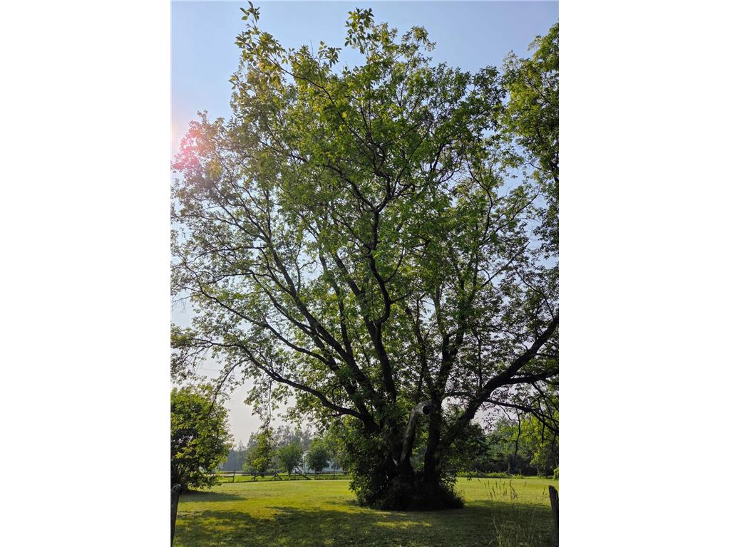 10587 Town Road 34 Mizpah MN 56660 6766488 image15