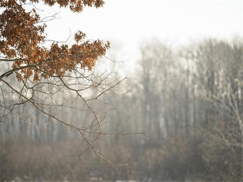 10984 Harvest Road Little Falls Twp MN 56345 7018919 image8