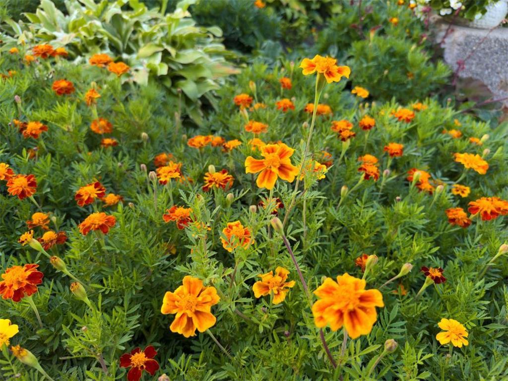 1124 8th Avenue SW Faribault MN 55021 6777691 image45