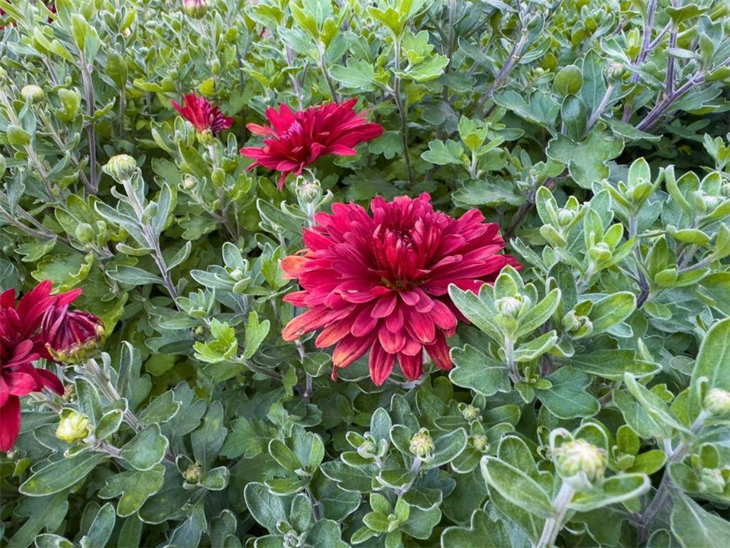 1124 8th Avenue SW Faribault MN 55021 6777691 image47