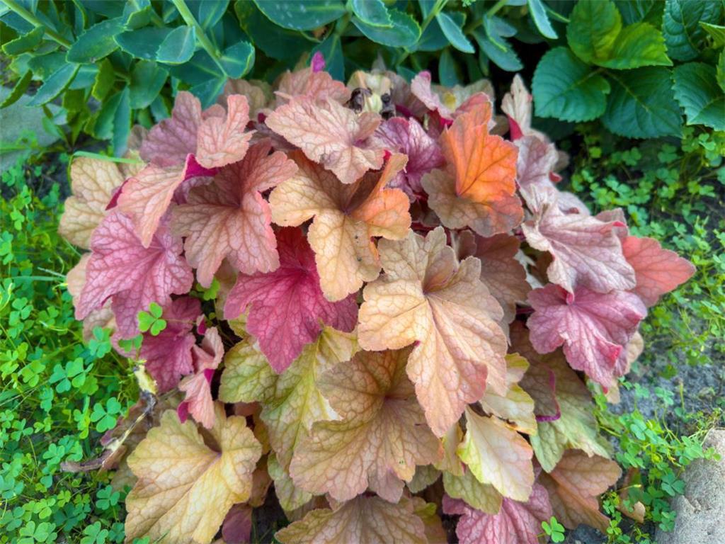 1124 8th Avenue SW Faribault MN 55021 6777691 image52