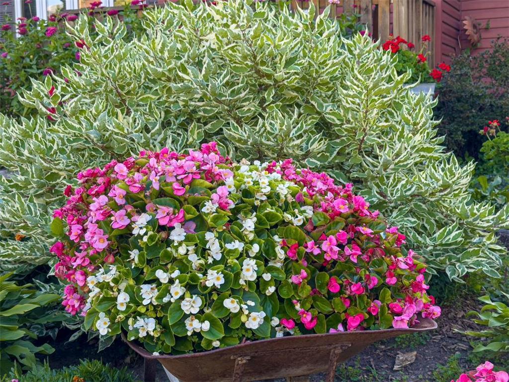 1124 8th Avenue SW Faribault MN 55021 6777691 image53