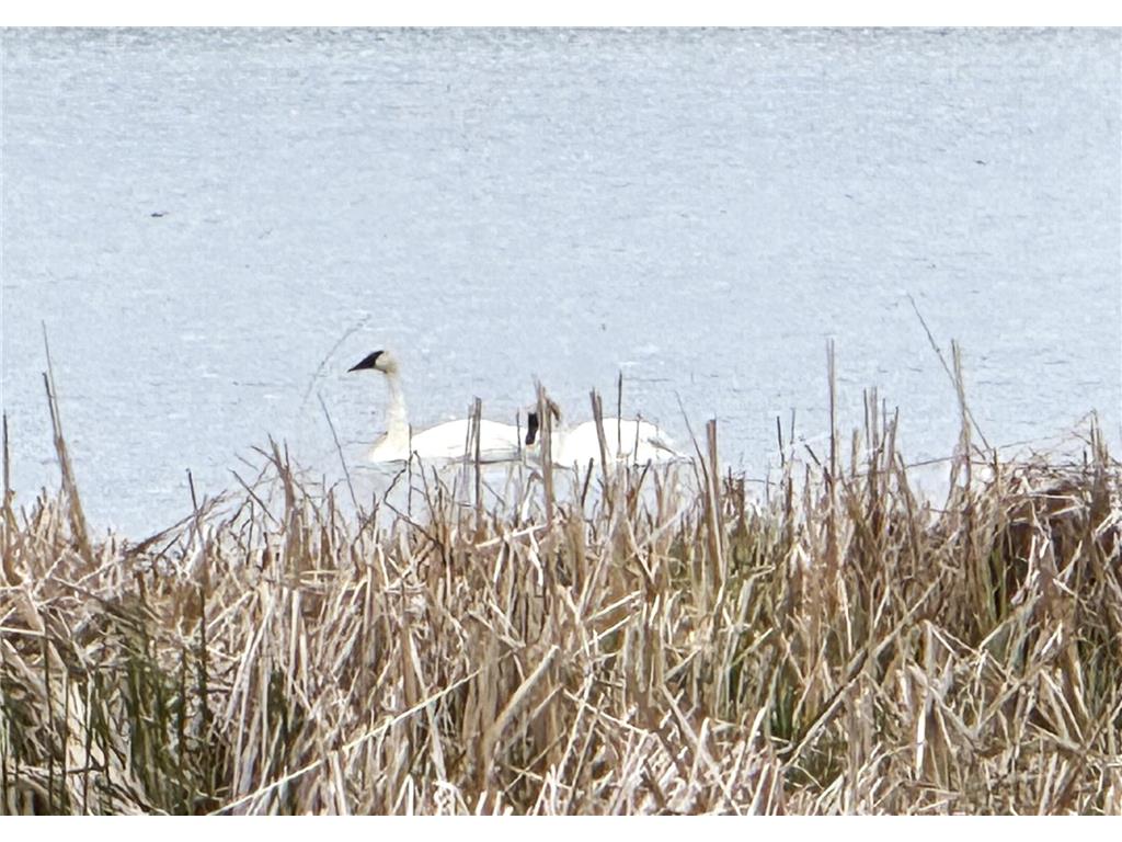 11365 Platt Avenue SW Cokato MN 55321 - Shakopee 6644436 image7