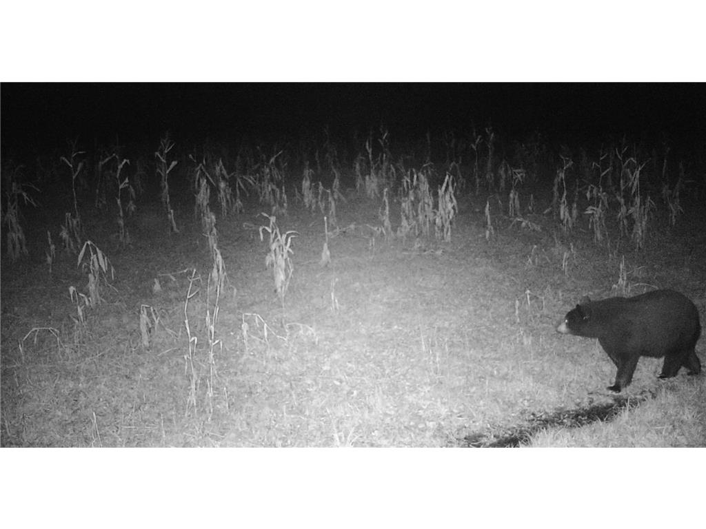 11680 County 59 Road Orr MN 55771 6809368 image19