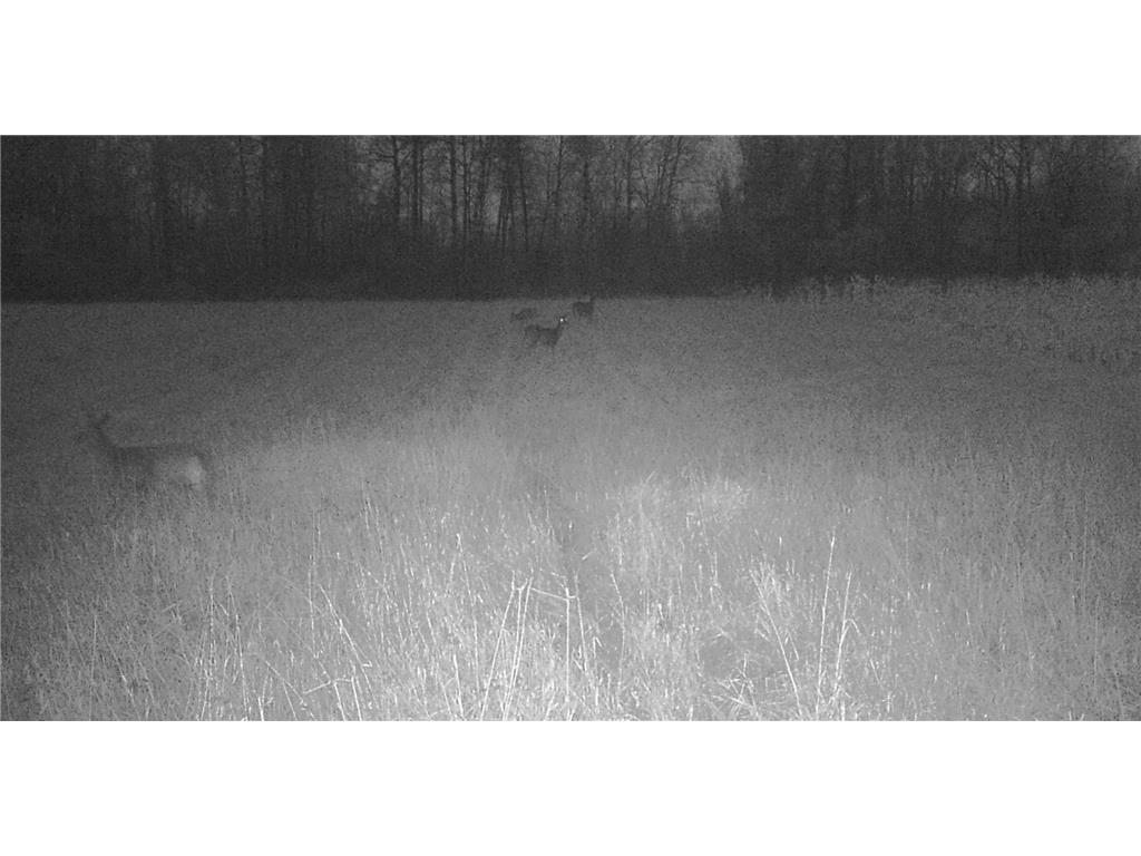 11680 County 59 Road Orr MN 55771 6809368 image22