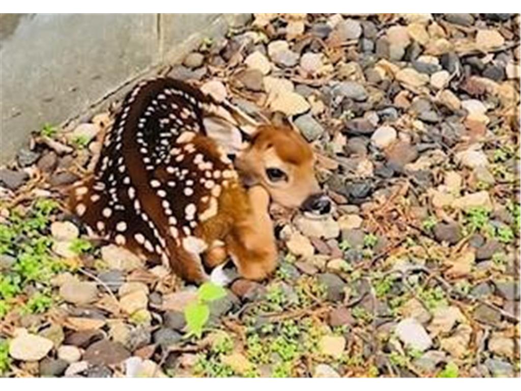 11691 115th Street N Grant MN 55082 6753936 image52