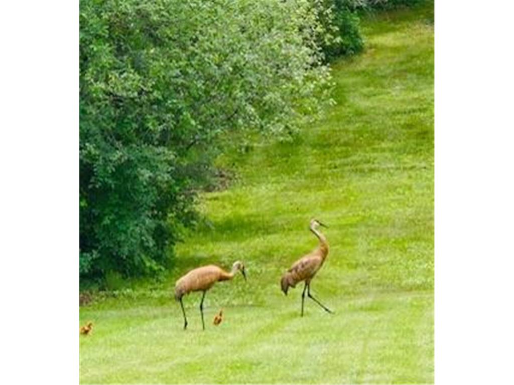 11691 115th Street N Grant MN 55082 6753936 image54