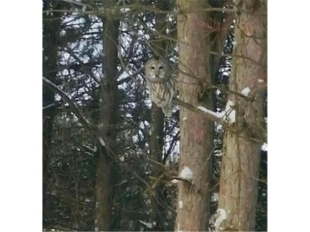 11691 115th Street N Grant MN 55082 6753936 image55