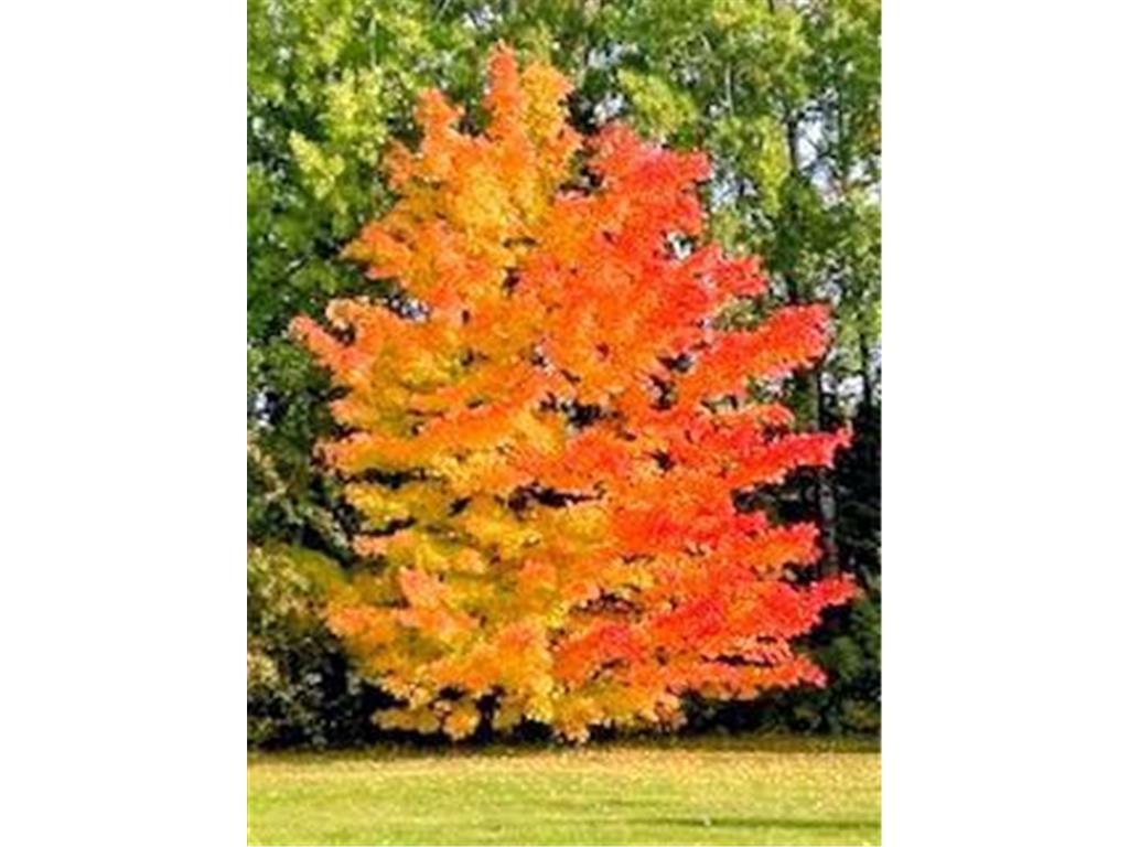 11775 Highway 71 Northome MN 56661 6786602 image41