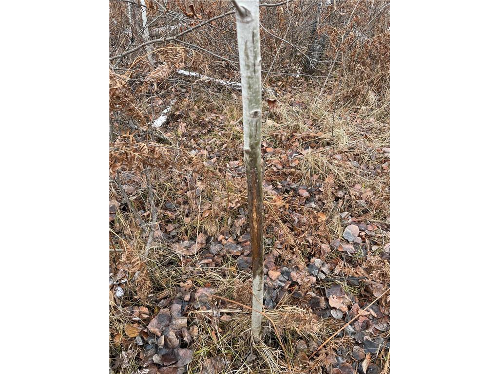 12031 State 64 Akeley MN 56433 6806529 image13