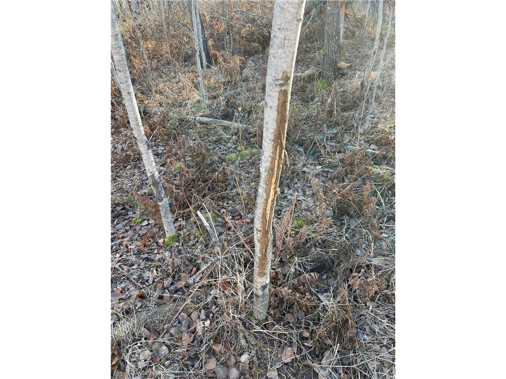 12031 State 64 Akeley MN 56433 6806529 image24