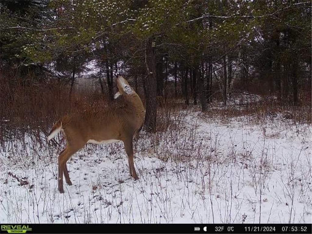 12031 State 64 Akeley MN 56433 6806529 image30