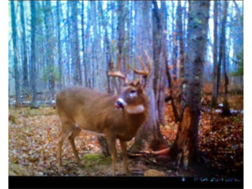 12201 E Hakkala Road Maple WI 54854 6638204 image23