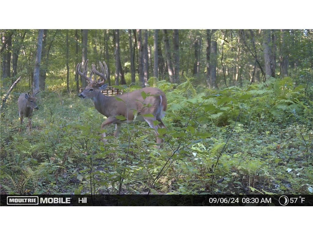 12216 Arcola Trail N May Twp MN 55082 7049431 image2