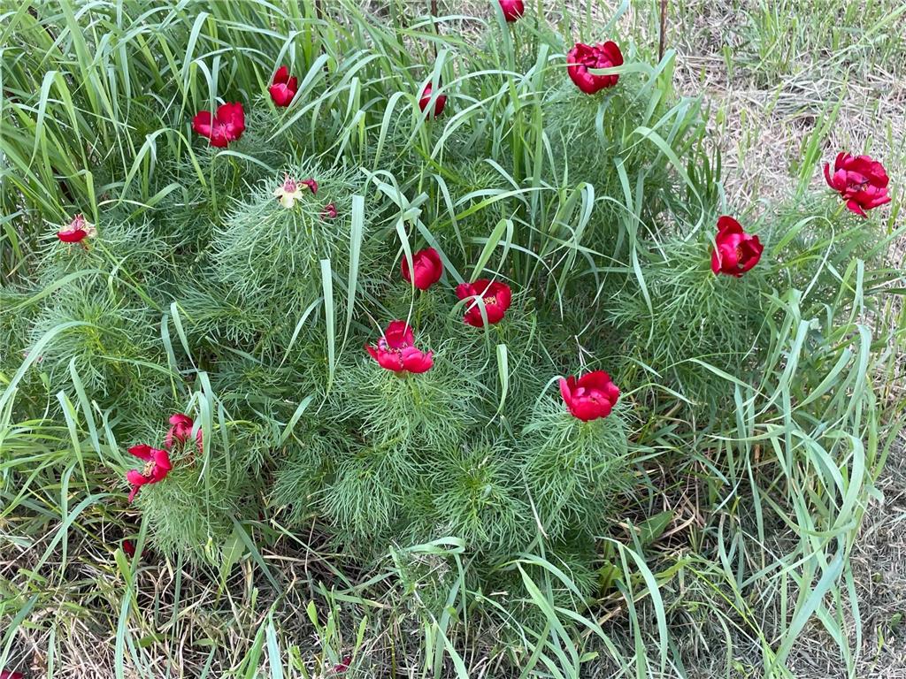 12624 US Highway 212 Sacred Heart MN 56285 6785482 image34