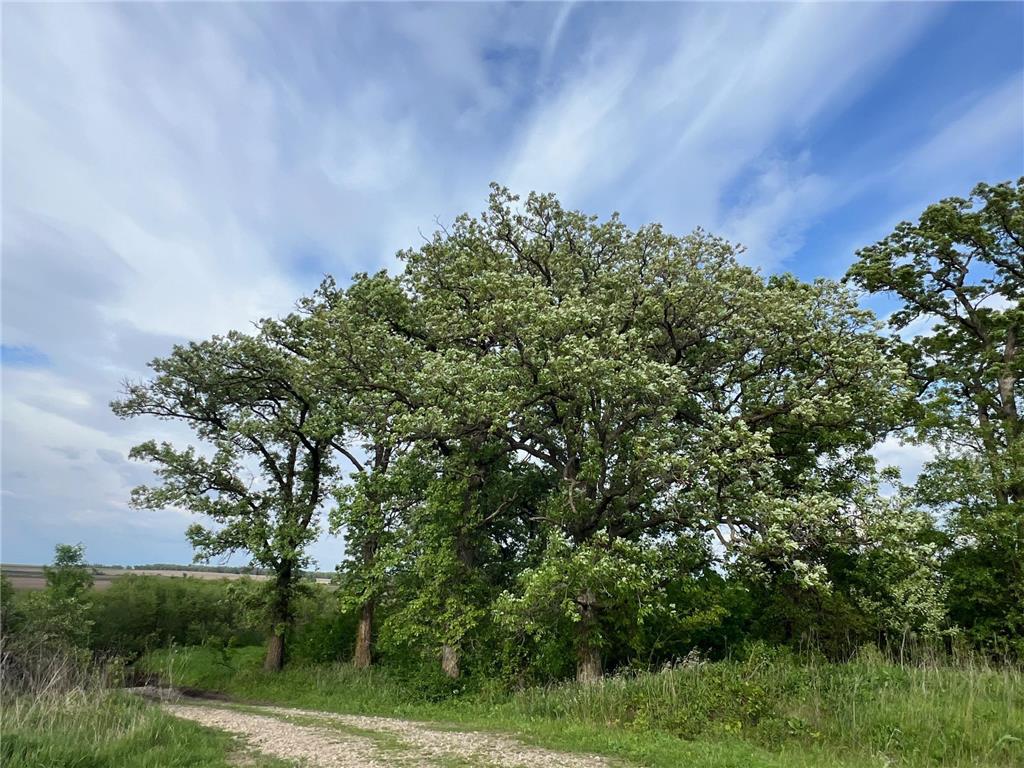 12TBD Highway 56 Boulevard Le Roy Twp MN 55951 - Upper Iowa River 6731208 image38