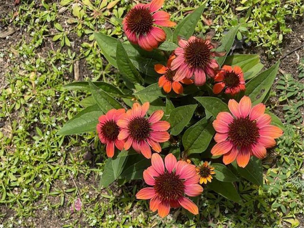 13869 Hardy Lake Road SW Pillager MN 56473 6814276 image55