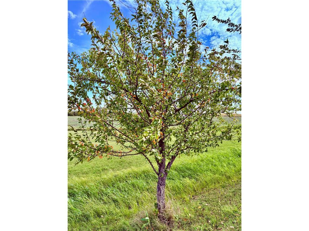 1401 State Highway 11 SW Spooner Twp MN 56623 6798137 image10