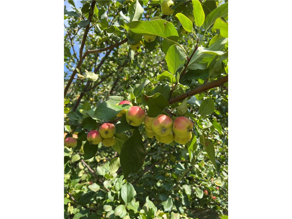 14199 Riverbend Trail Rocksbury Twp MN 56701 - Red Lake River 6701262 image7